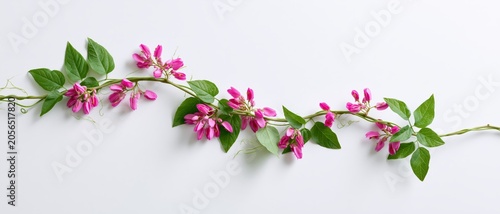 Green Vine with Dried Pink Flowers Isolated on White Background Botanical Element