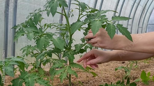 Removal of suckers from tomatoes. Caring for tomatoes in a greenhouse. Natural farming