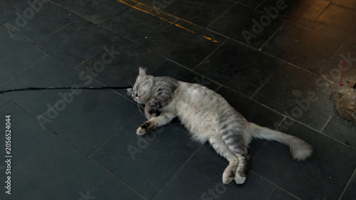 Foto Cat Sleeping Peacefully On A Sidewalk