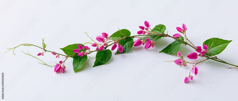 Fototapeta premium Green Vine with Dried Pink Flowers Isolated on White Background Botanical Element