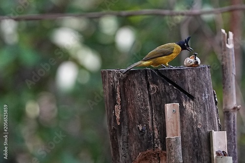 Konstfotografi The yellow-headed bulbul lives naturally in the forest.