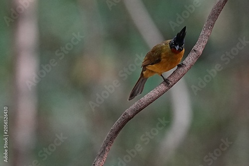 Konstfotografi The yellow-headed bulbul lives naturally in the forest.