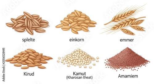 An illustration of various types of wheat grains and flours are displayed.