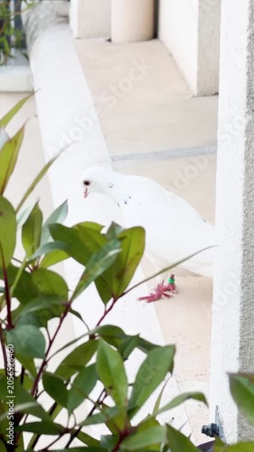Domestic white dove perched on a sunny balcony surrounded by green foliage