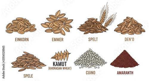Ancient grains illustrations showcase Einkorn, Emmer, Spelt, Dinkel, Spele, Kamut, Cuno, and Amaranth varieties.