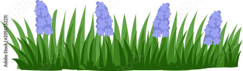 Foto Green Grass Clump With Purple Flower Spikes