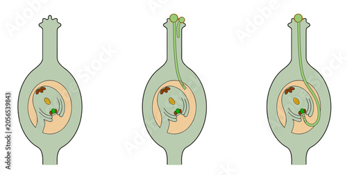 Quadro su tela Stages of pollination and pollen tube growth in angiosperms.