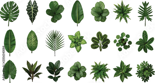 Collection of various tropical green leaves and houseplant foliage isolated on white background for botanical design projects