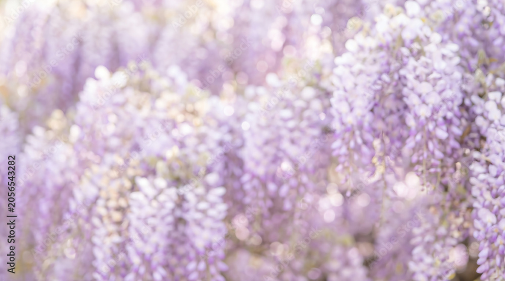 Obraz premium dreamy soft focus background of cascading purple wisteria branches with sunny bokeh
