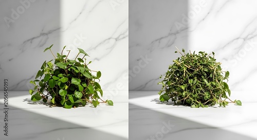 Fresh herbs on white marble surface.