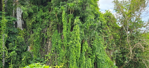 Foto Vines and creepers densely cover the rocky cliffs and trees