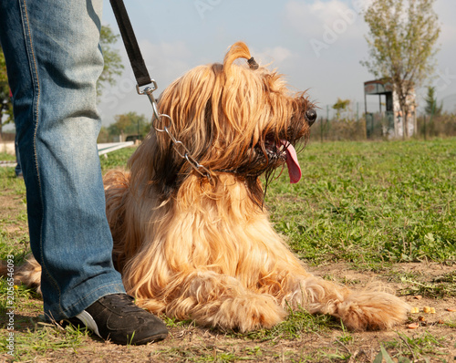 Photography briard in training