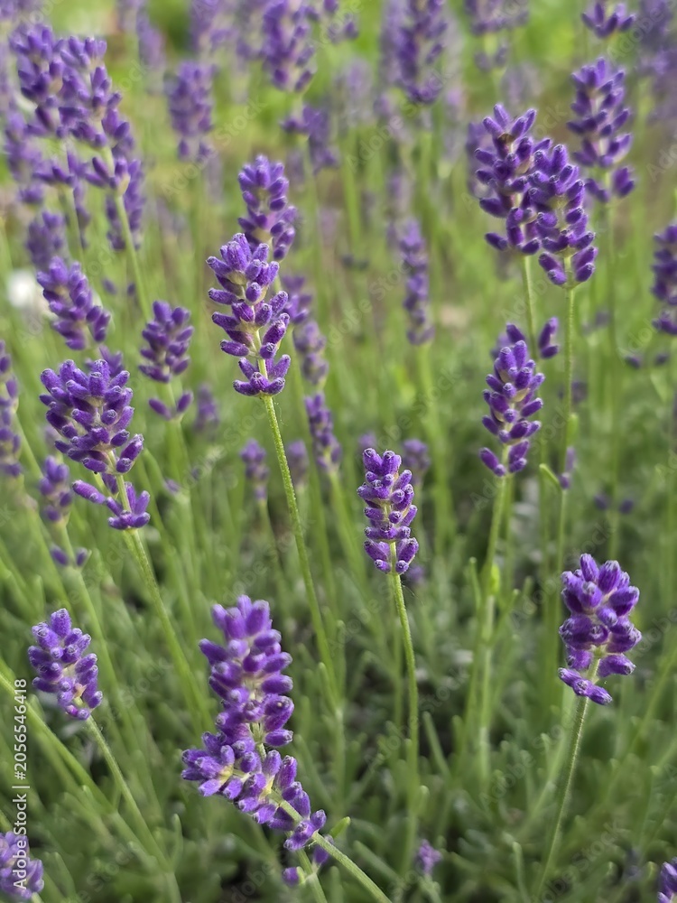 Obraz premium Lavender flowers background with blooming purple flower spikes