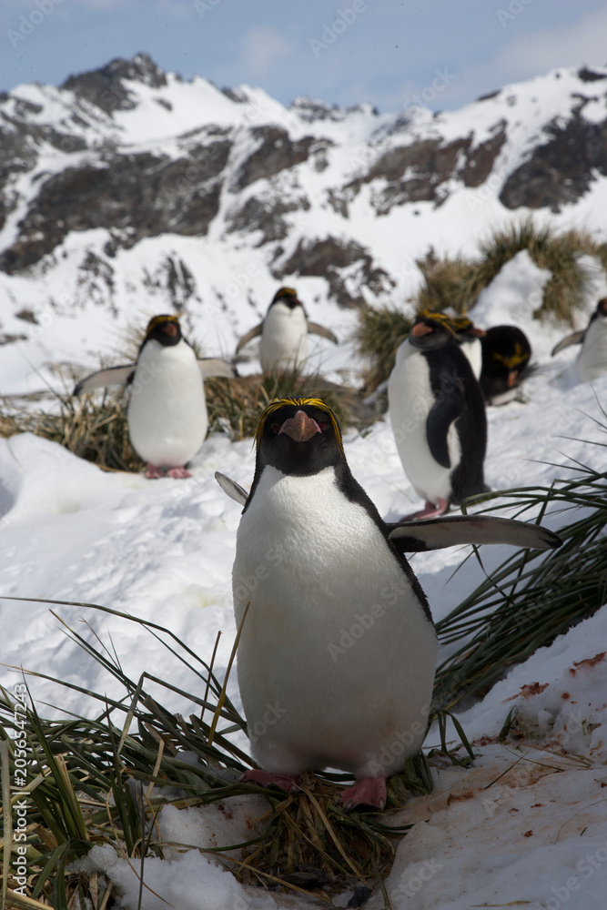 Obraz premium Macaroni penguins on South Georgia Island