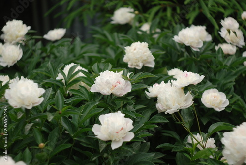 white flowers