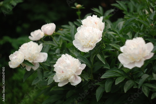 white flowers in the garden