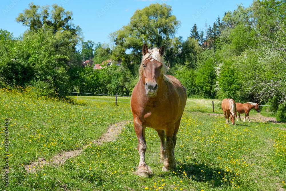 Obraz premium Comtois Stute auf einer Weide im Frühsommer