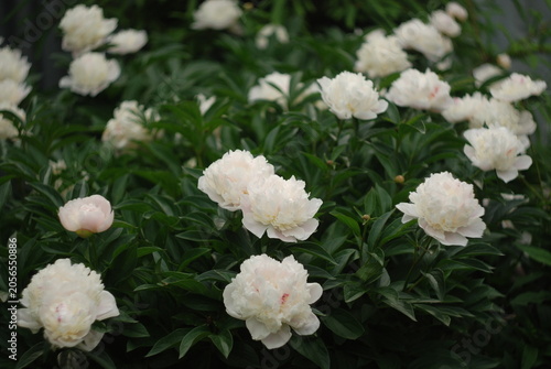 white peonies in a garden