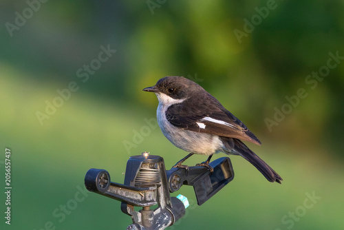 Fényképezés Fiscal Flycatcher (Sigelus silens silens), Robertson, Western Cape, South Africa