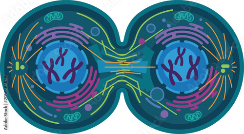 Fotografi Cell Division Mitosis Vector Illustration with Chromosome Separation and Cytokin