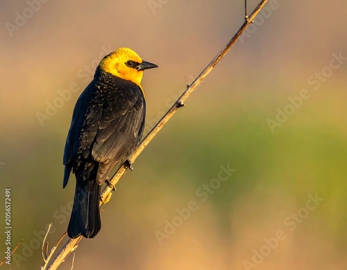 Vibrant Yellow Headed Blackbird Perched on Slender Branch in Soft Natural Light