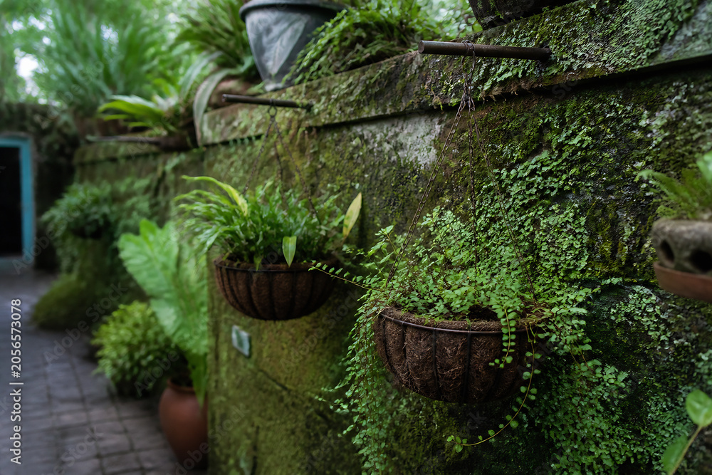 Fototapeta premium Moss-covered stone walls with potted plants in a lush, green garden setting.
