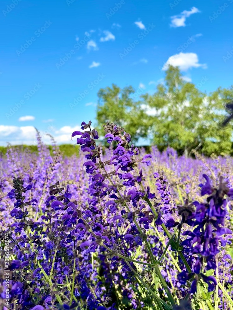 Obraz premium Purple Wildflower Field Under Blue Summer SkyBeautiful purple wildflowers blooming across a natural meadow under a clear blue sky on a sunny day, creating a vibrant spring and summer landscape.