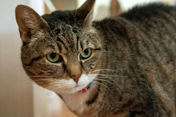 European breed cat with grey tiger fur photographed up close. The image shows a domestic cat in the apartment where she lives