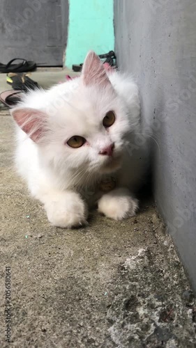 cat on the wall
