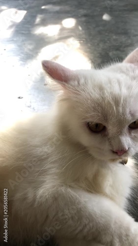 white persian cat