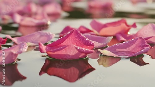 Floating Pink Petals on Calm Water in Soft Evening Light