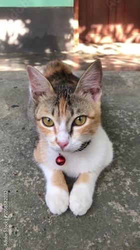 cat on the street