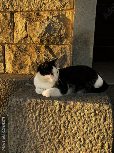 Konstfotografi Black and White Cat on Step in Dubrovnik, Croatia