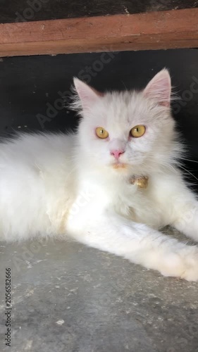 portrait of a cat