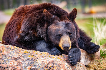 Large Black Bear Resting on Rock Portrait Close Up