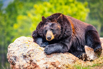 Large Black Bear Resting on Rock Portrait Close Up