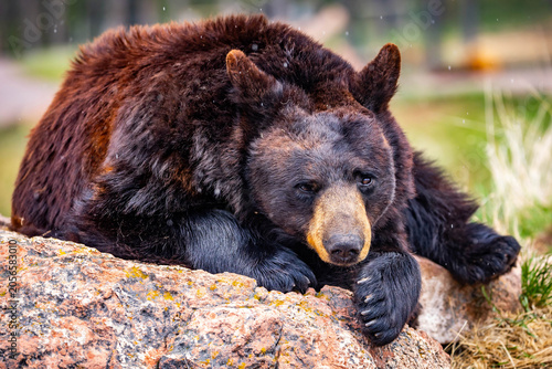Canvas Print Large Black Bear Resting on Rock Portrait Close Up