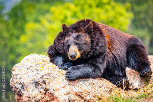 Fényképezés Large Black Bear Resting on Rock Portrait Close Up