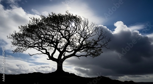 Lone Bare Tree Standing in Silhouette on Hill Under Dramatic Cloudy Sky