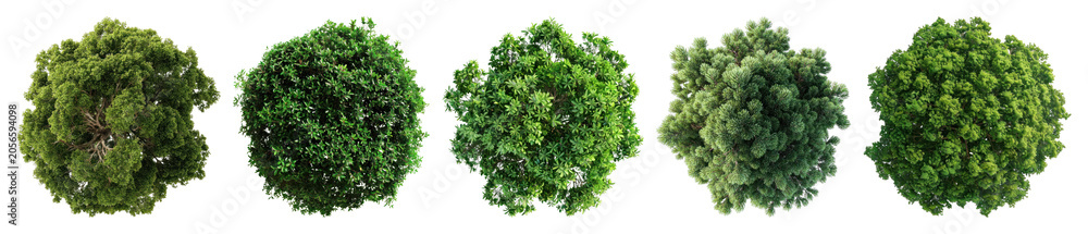 Obraz premium PNG Five lush green tree tops, transparent background