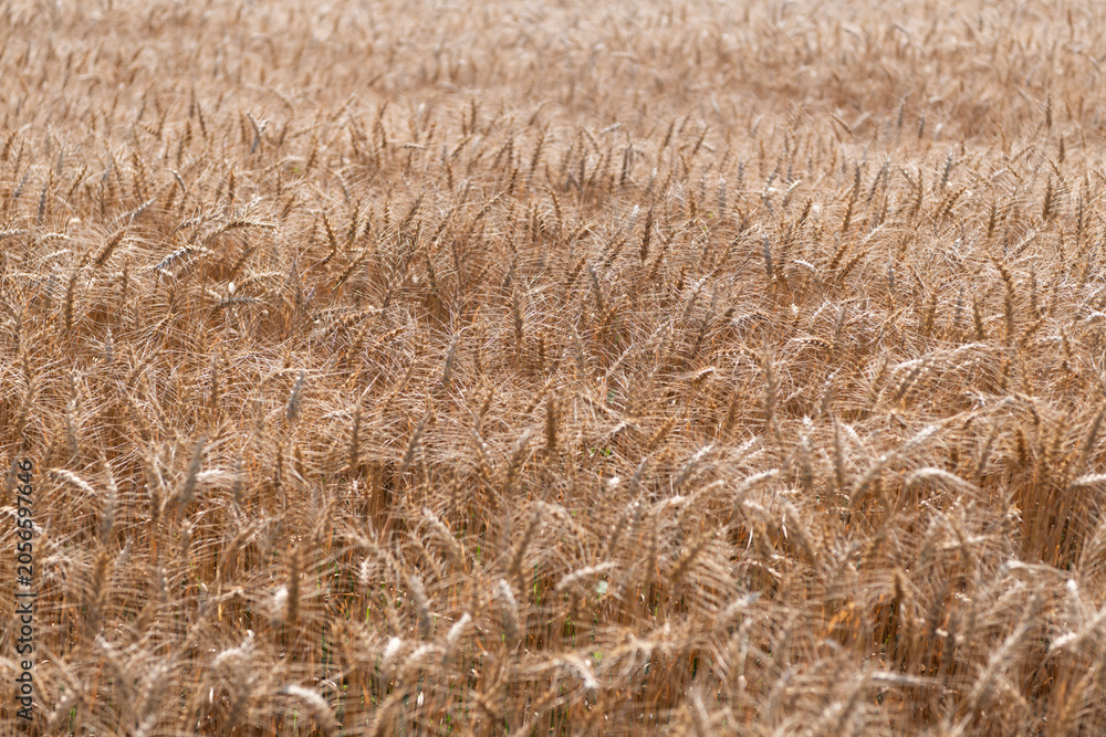 Fototapeta premium Barley grain and spikelet. Wheat ears background. Ripe barley field. Barley grain harvest. Crop harvest in summer. Agriculture field with ripe wheat harvest. Countryside farming