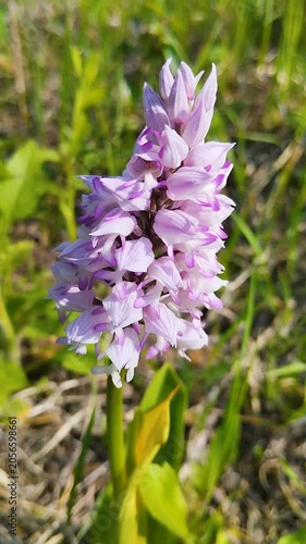 Orchis militaris or military orchid growing in the wild green grass, Close-up of a blooming wild orchid flower in a summer meadow.