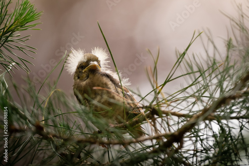 Photos Young hawfinch
