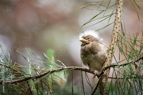 Tableau sur toile Young hawfinch