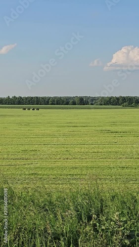 Vertical video of a large green field with round hay bales in the distance and a forest on the horizon during a sunny summer day. Scenic rural landscape, agricultural countryside and natural environme