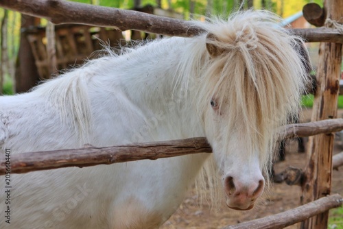 A white pony with a long shaggy mane stands behind a rustic wooden fence. Concept of rural farm life.