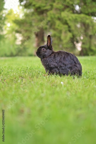 A cute black rabbit sits on a vibrant green lawn with lush trees in the background during a sunny day.
Concept of spring nature and pet care.