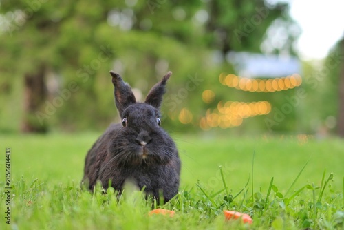 A cute black rabbit sits in the green grass near pieces of carrot with warm bokeh lights in the blurred background. Concept of pet feeding and backyard nature.