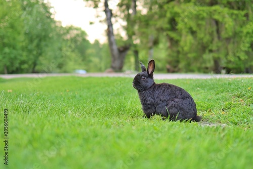 A fluffy black rabbit sits alert on a spacious green lawn with blurred trees and a path in the background.
Concept of peaceful wildlife and spring nature.