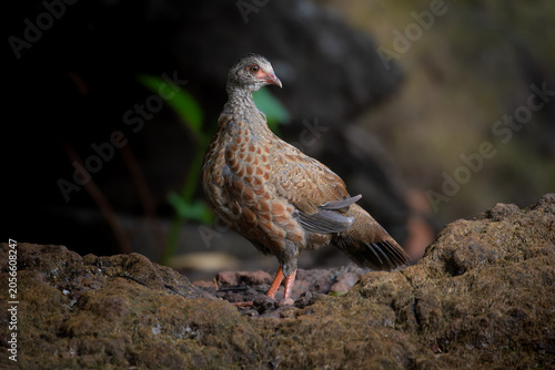 Photography Red Spurfowl